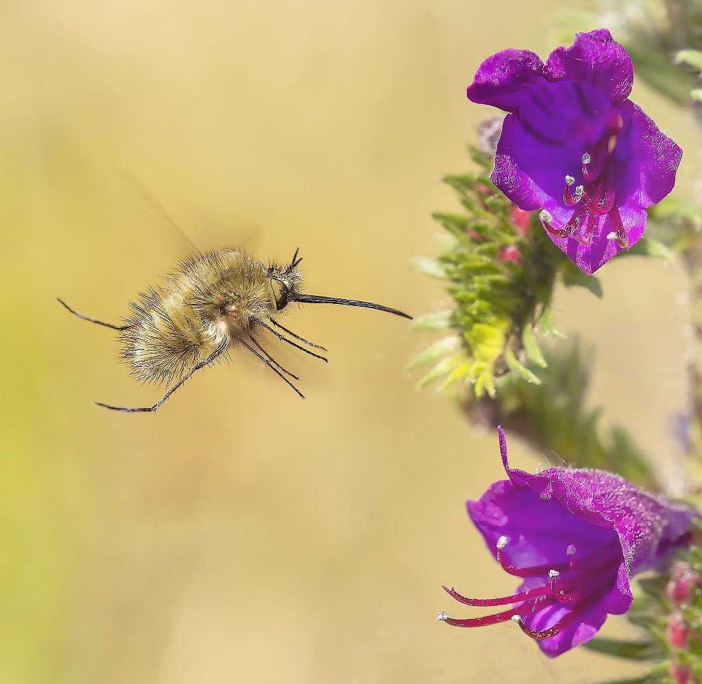 MIGLIORE FOTOGRAFIA MACRO 55 GIOVANNINA ANTONELLA  C 4  IN VOLO_risultato.jpg